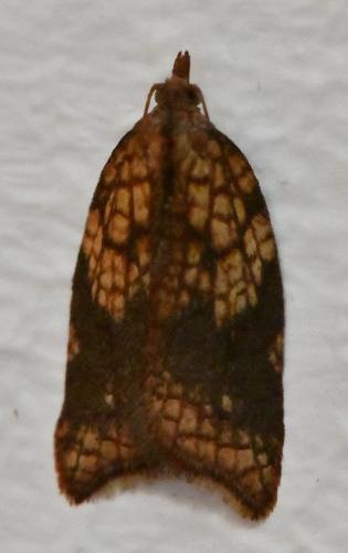 Acleris rhombana